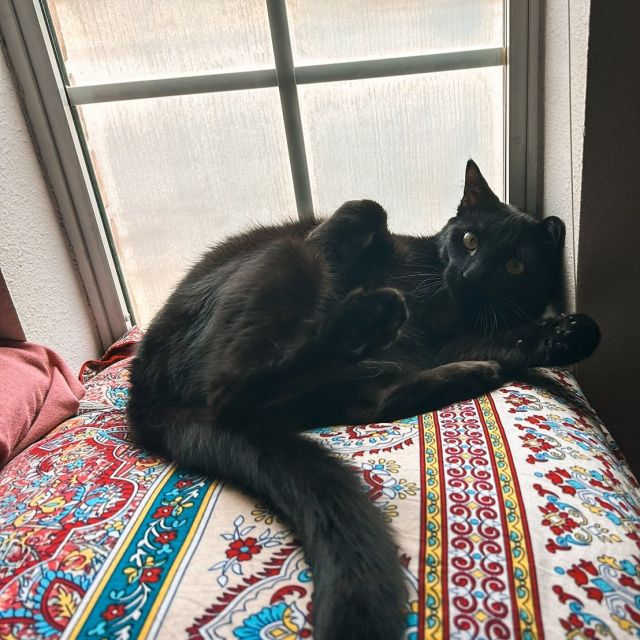 everyone say hi to our October pet of the month, Twilah 🐈⬛
some of her favorite things: 
- catnip 
- spooky season 
- cuddles 
- 3AM zoomies
- the VERVE pet spa ✨